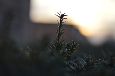 pine in the sunset