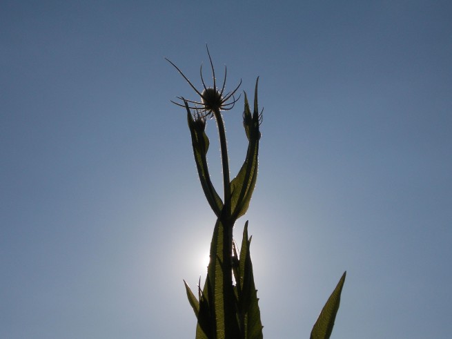 plant against blue sky