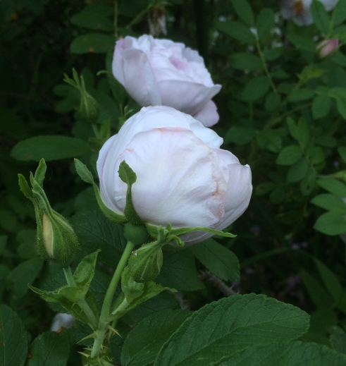 two antique roses