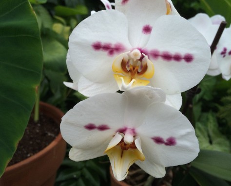 white-orchid-w-spots