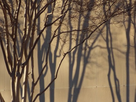 trees with shadows