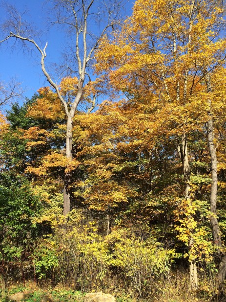 fall trees1