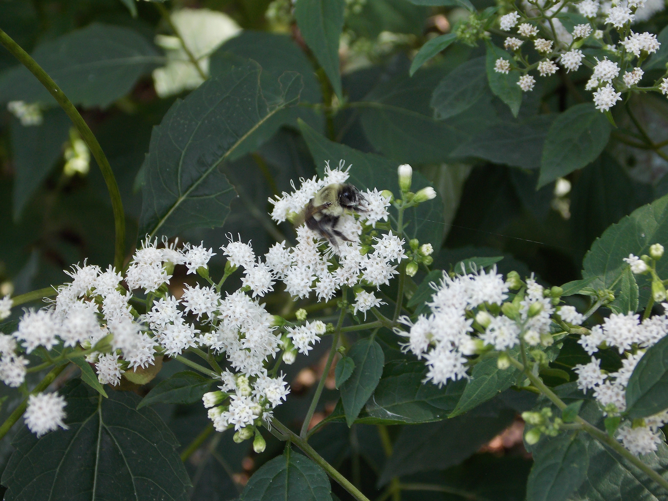 bee in white flowers