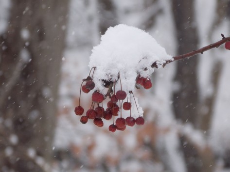 berries w snow