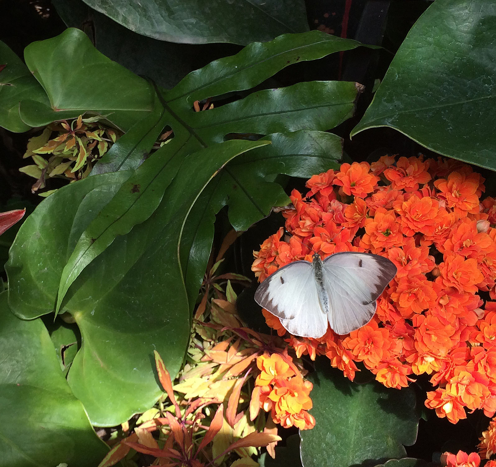 butterfly on orange flowers