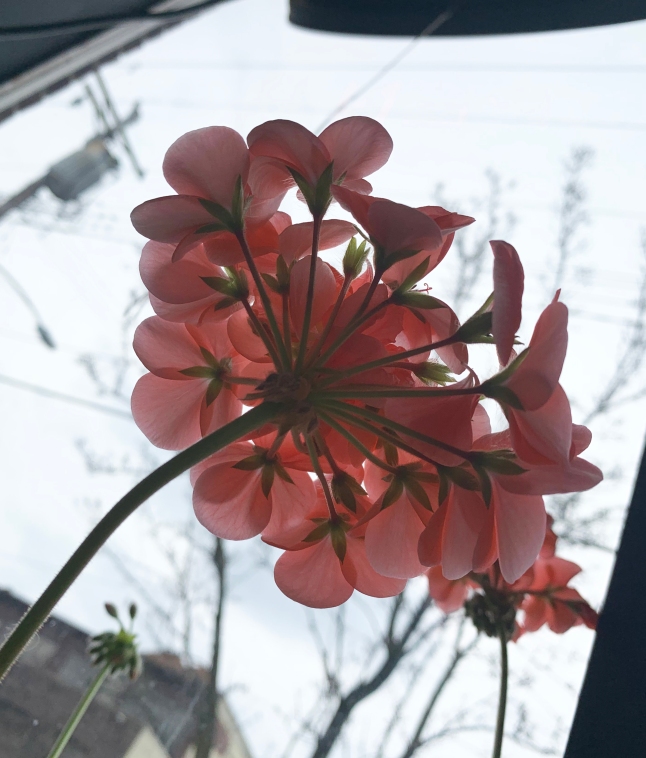 pink geranium